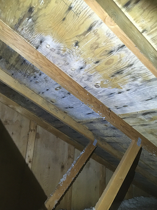 Mold Growth Portland